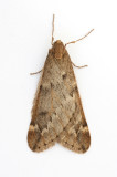 1663 March moth