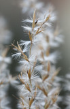 Miscanthus sinensis Zebrinus