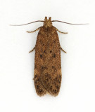 0787 Bryotropha terrella