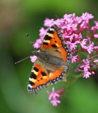 Small Tortoiseshell