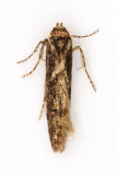 0873 Blastobasis adustella