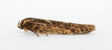 0873 Blastobasis adustella