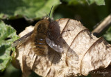 wolzwever - Bombylius major