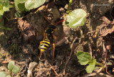 Nomada fucata - Kortsprietwespbij