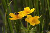 Dotterbloem - Caltha palustris