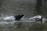 Meerkoet in gevecht met Wilde eend