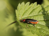 Zwartpootsoldaatje -  Cantharis fusca