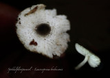 Spikkelplooiparasol - Leucocoprinus  brebissonii