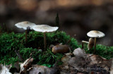 Helmmycena - Mycena galericulata