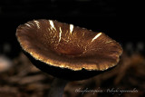 Blauwplaatstropharia - Psilocybe rugosoannulata