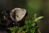 Kleine Bruine Bekerzwam - Humaria hemisphaerica