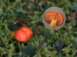 Kabouterwasplaat - Hygrocybe insipida