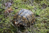 Box Turtle, female (yellow eye)