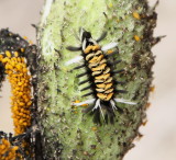 8238 Tiger and Lichen Moths: Milkweed Tussock Caterpillar