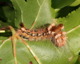 9257 Noctuid Moths: Yellow-haired Dagger Moth (Acronicta impleta)