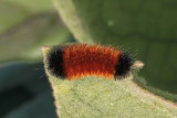 8129 Tiger and Lichen Moths: Isabella Tiger Moth Caterpillar