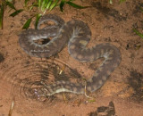 Snakes of Australia (Acrochordidae)