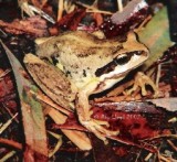 Litoria verreauxii