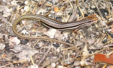 Ctenotus taeniolatus