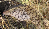 Varanus giganteus