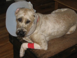 Ceili suffered a deep puncture wound, underwent surgery 10-2-09, and vet said no Dog Park for 10 days.  Pitiful Puppy.jpg