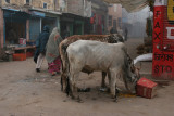 19 Bikaner les vaches sacres.JPG