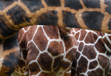 Giraffes- Audubon Zoo