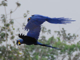 Blue Macaws-pantanal Ittais picture!