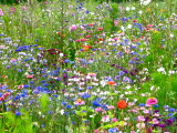 Wild flowers France