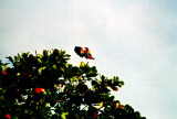 macaw - Costa Rica
