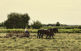 Working the Fields 