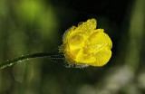 Flower and Dew 