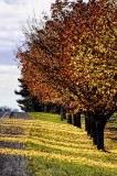 Blown Leaves 