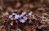 Early Spring Flowers 