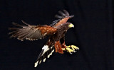 Harris Hawk