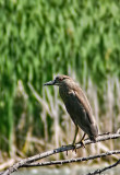 Juvenile Night Heron 