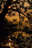 Through the Trees 