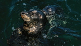 Seal and Pup 