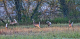 Bounding Whitetail 