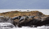 Seals and Gulls
