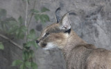 Caracal 