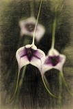 Orchid Sketch 