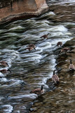 Geese at the Falls 