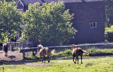 Horses Arses 