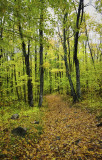 Path Through the Woods 