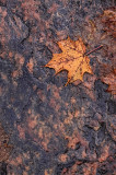 Maple Leaf and Granite 