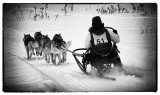 Dogsled Racing 