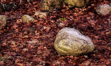Rock and Leaves 