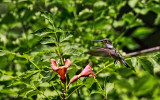 Hummingbird