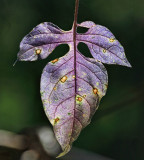 Purple Leaf